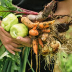 Harvest Readiness Estimator